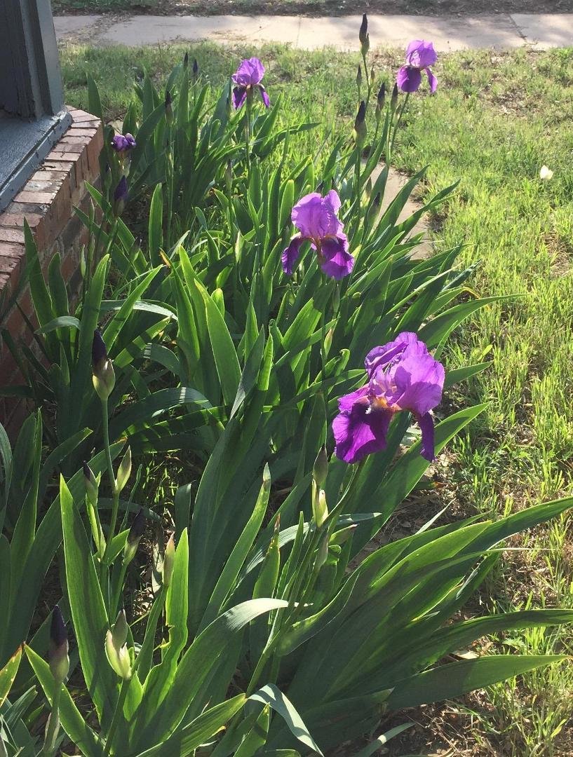 Irises, irises, and more PURPLE Irises! 45 or more buds, four in full bloom and one past its prime. So happy with all my purple irises. This is the most since we moved in.