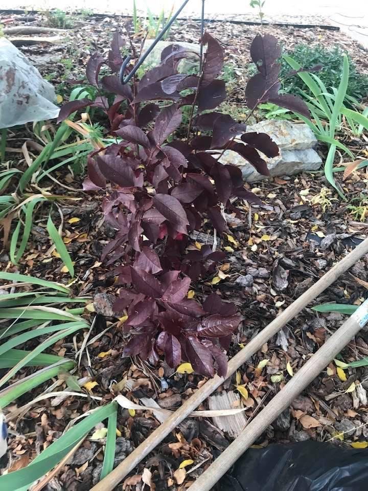 What is this plant?