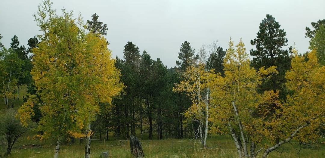 It's fall in the Blackhills.