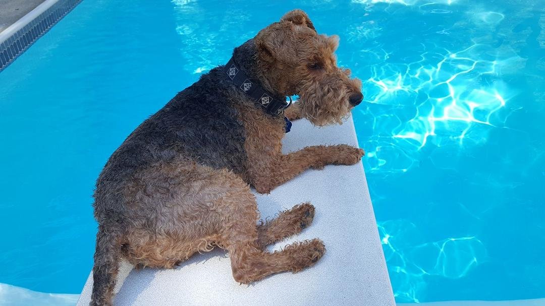 Dexter relaxing poolside