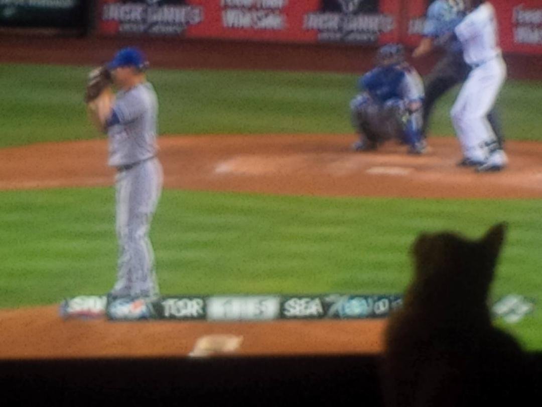 Charlie (aka Little Dude!) watching baseball, a cat watching Jays lefty Aaron Loup. For unilingual Canadians Loup is french for wolf