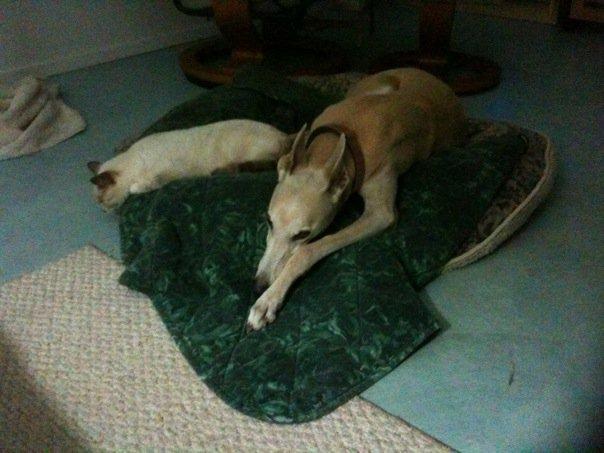 Little Lolo-kitty and Miss Pearl sharing a doggy bed.