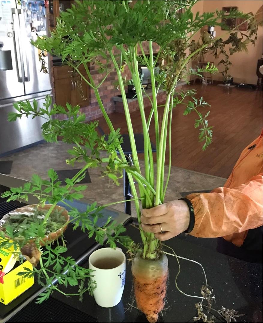 This Carrot loved to grow!