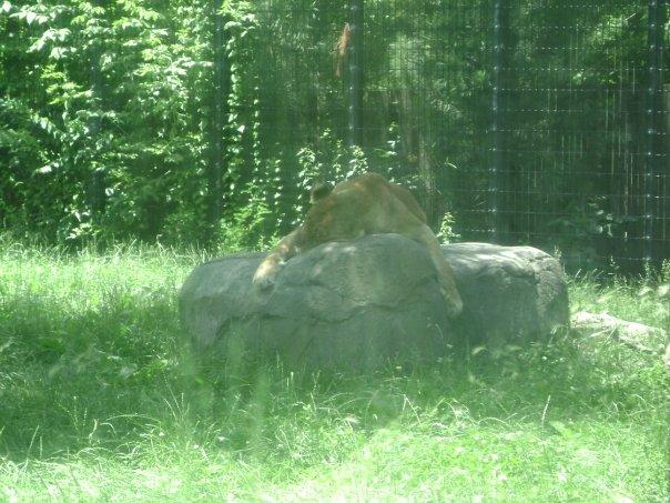 And they say cats are lazy!