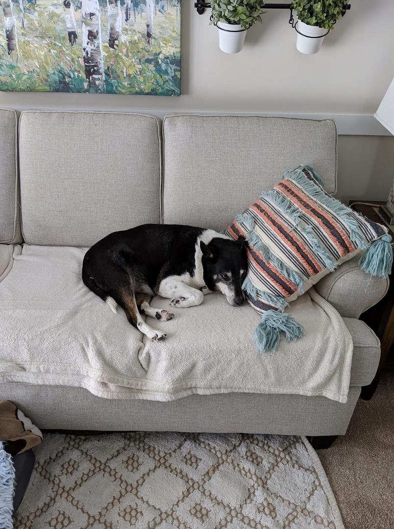 He never wants on the couch anymore, but for some reason he did today! I'm good with that!