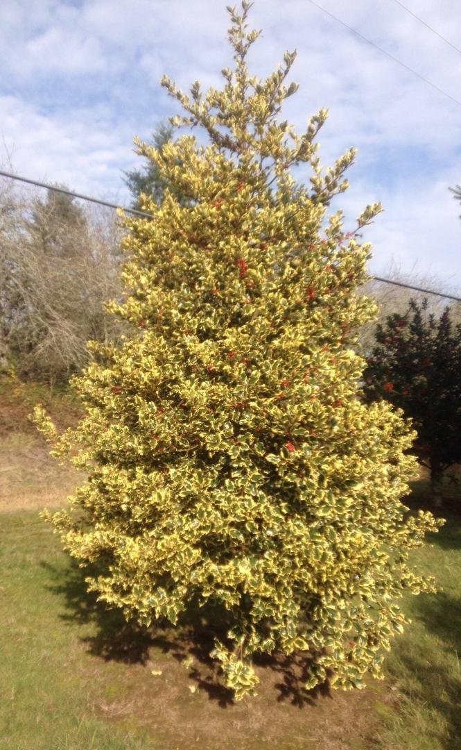 Another holly tree.