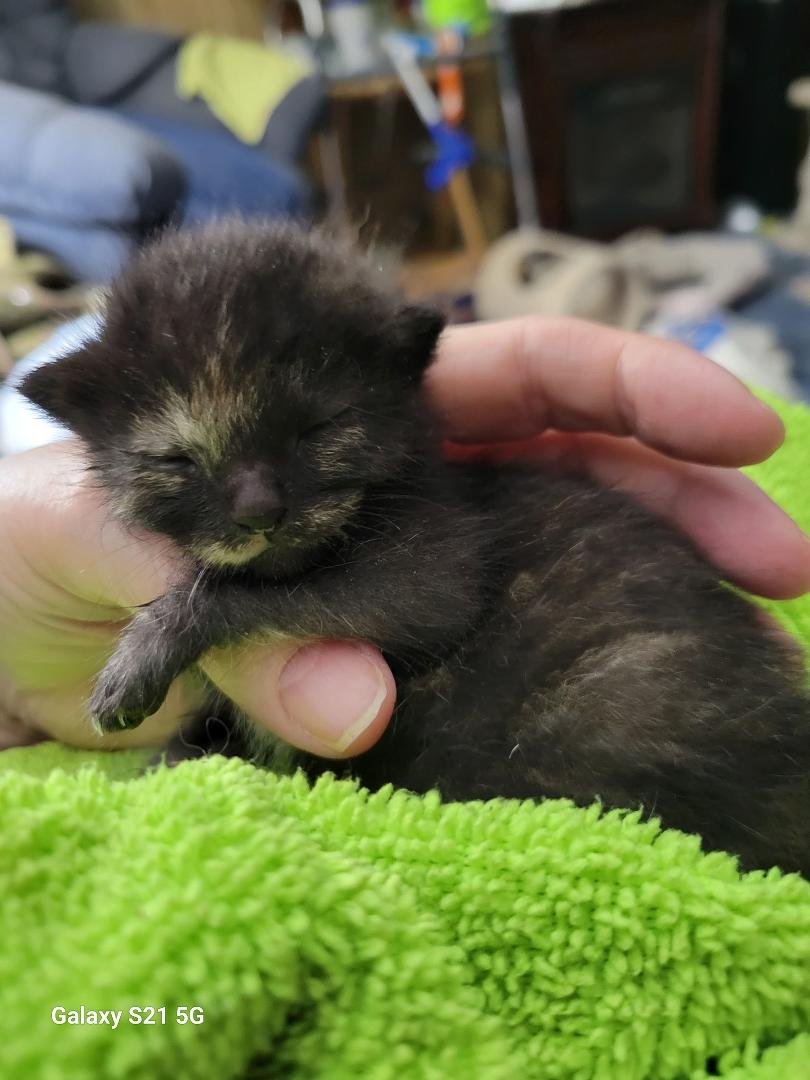 Latest baby kitten, I'd say 2-3 weeks tops, brought to us by their mama. Flea infested, right eye "glued" shut, so a nice bath it is. About 25 fleas, a lot of dirt and a bit of dried blood later, followed by some kitten for