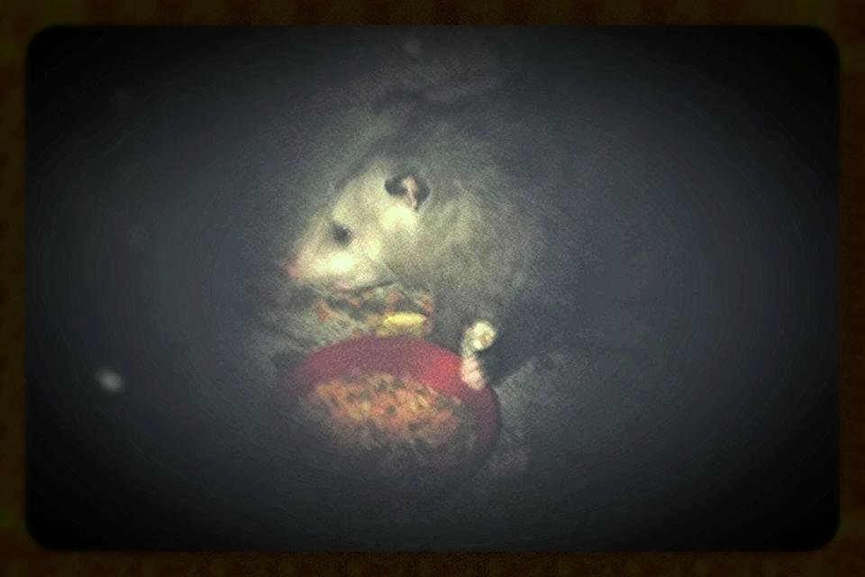 Possum in the Moonlight