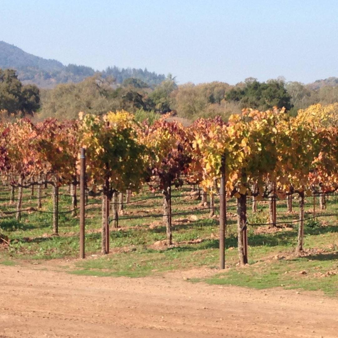Vineyards have have changed color. They are so pretty this time of year.