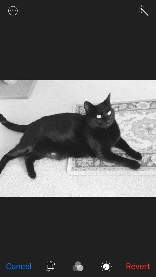 Happy National Pet Day