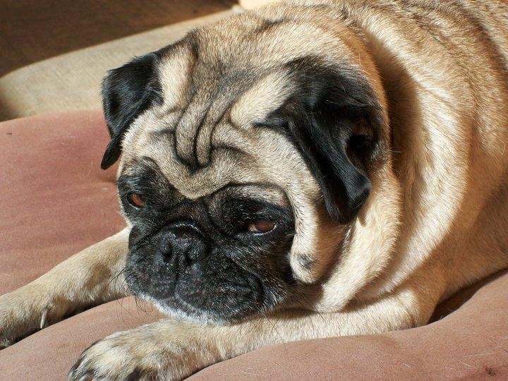 Today was the day I dreaded...Had to say goodbye to my sweet baby. Buddah, you will be dearly missed!        Buddah 2002-2010