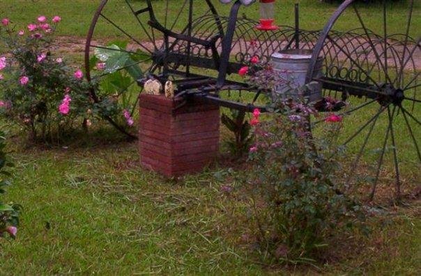 mini rose bushes and the old hay rake( once pulled by horse's and owned by my great uncle.)