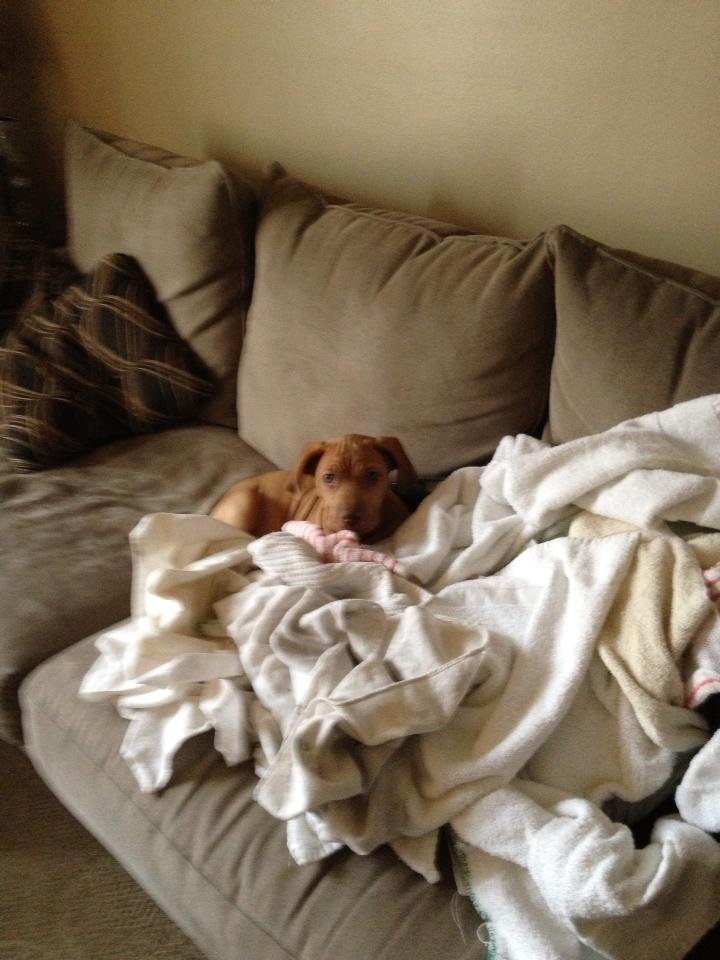 My new laundry assistant...