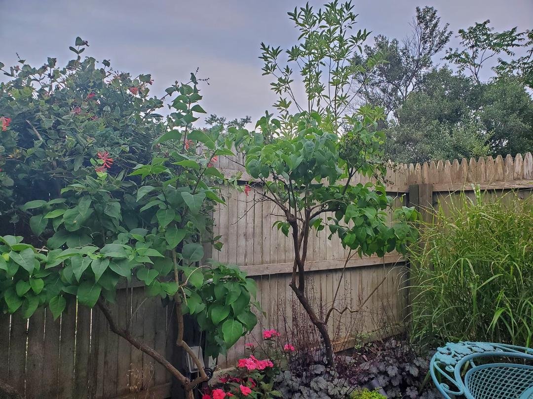 I saw Hummingbirds, Catbirds and Cardinals all within the perimeter of this fence. No photos of any of them. You're just going to take my word for it.