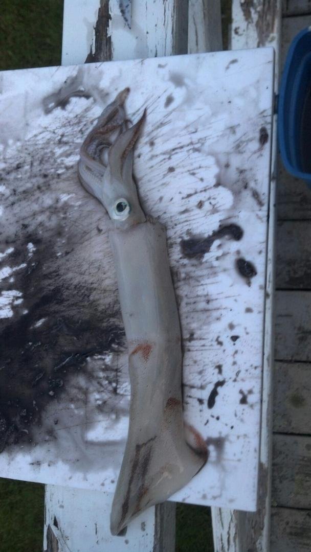 I caught squid 7, fried calamari on the way... yum!