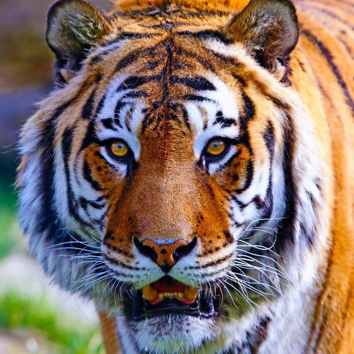 "Bengal Tiger" puzzle, from https://puzzledhearts.com/ph?pid=bengal_tigar