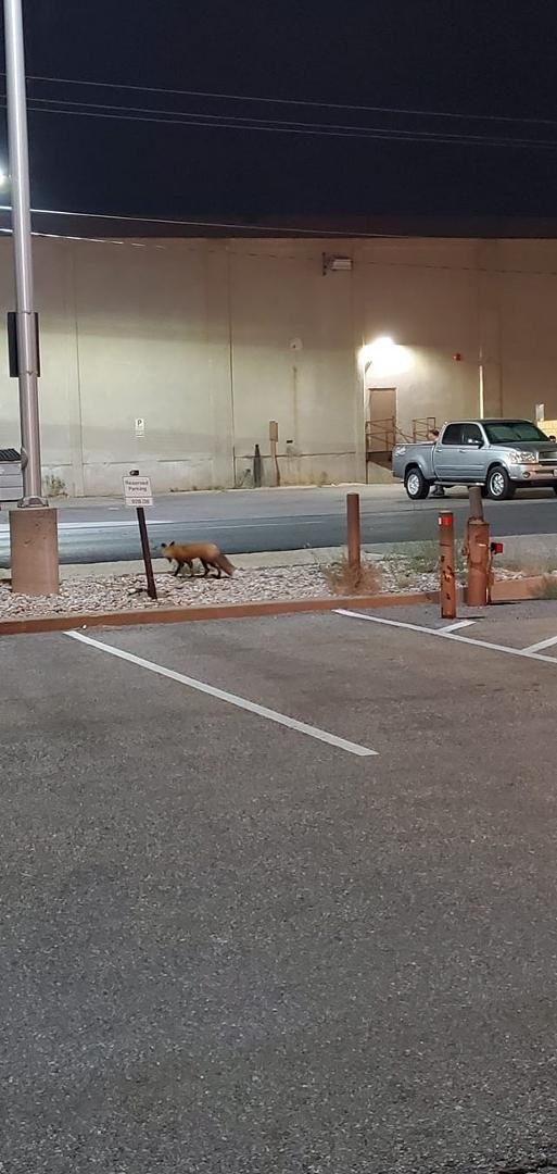 Good morning world. Look who was speaking up to me after getting out of my car at work. Cute little fella. Love foxes.