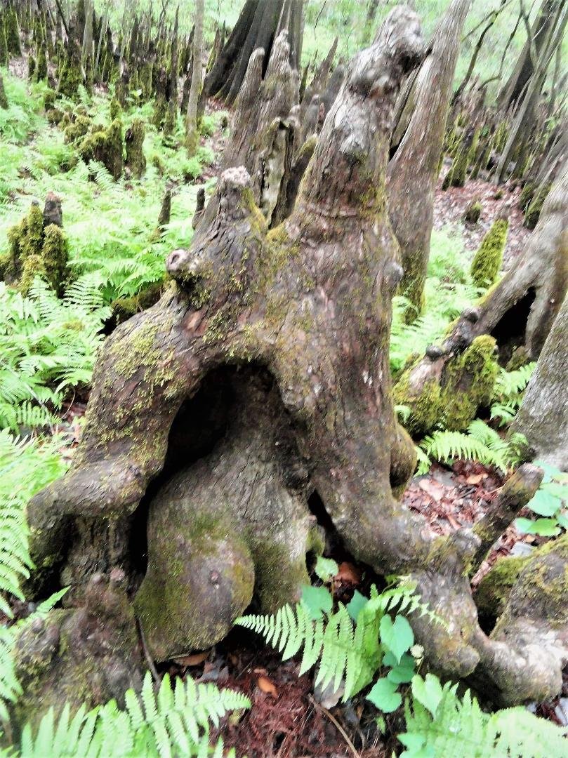 This one looks like a tree Sprite is hiding from us with only his ass cheeks showing lmao.