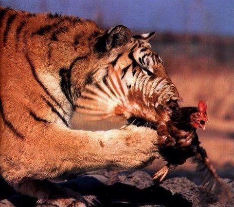 A return to normal. Tigers eat more chicken. Missouri, Auburn and now Clemson. Go Tigers!
