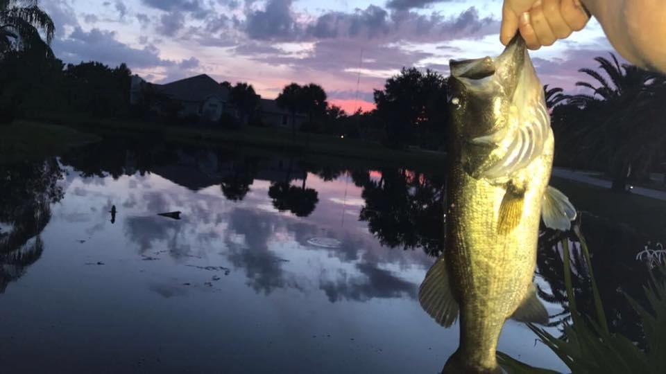 Gabby"s catch from her twilight fishing in the intercostal last evening. She stated "Don't know which is prettier - the fish or the background,"