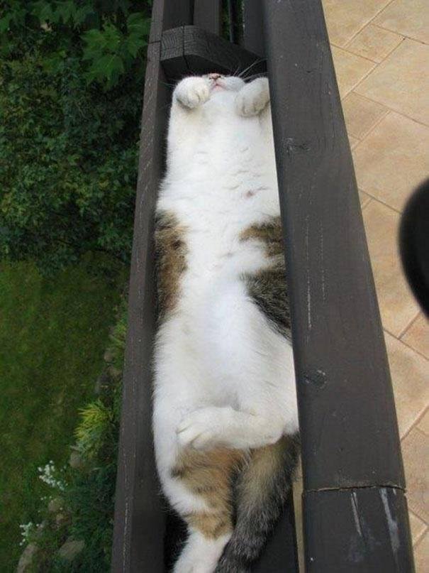 Strange place to sleep!!!!! A potted cat!!!