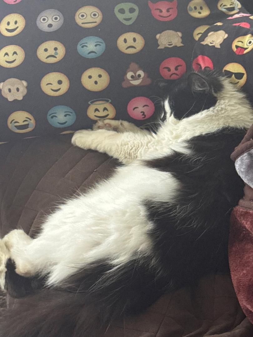 Saturday, 9:15 p.m.
I want to be very clear about something before rumors spread.
I do not need catnip.
I choose to experience it.
There is a difference, and tonight, that difference is survival.
Earlier this evening,