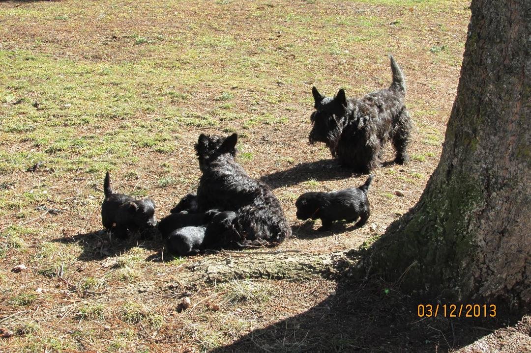 Our first two puppies went to their new home yesterday, everything went good. Sure miss them.