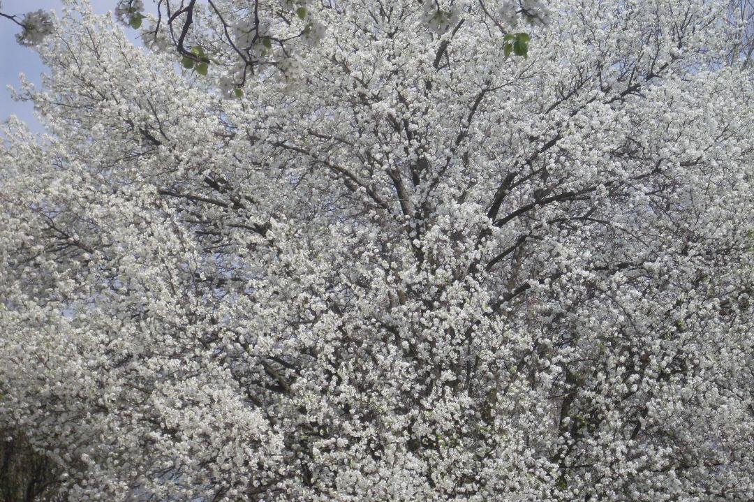 Trees in our neighborhood.