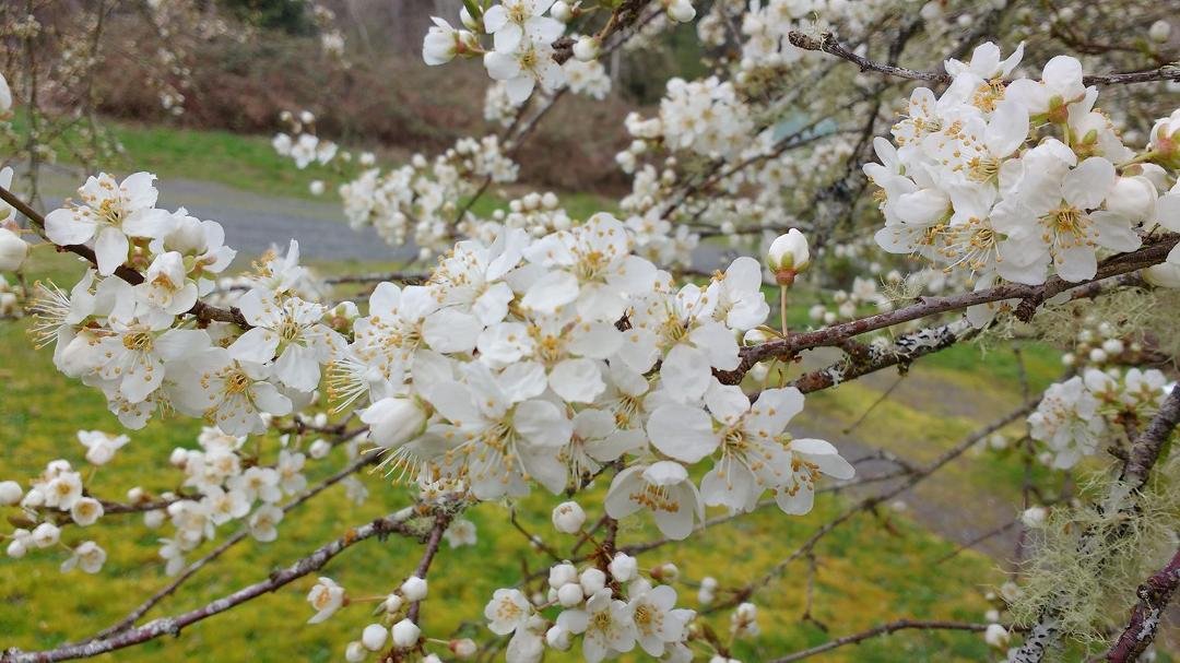 The plum cherry tree is in full bloom, hope to have loads this year.