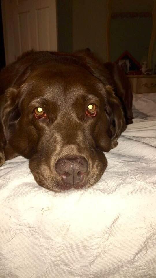 Happy Birthday to our sweet Molly girl, she is 10 years old today. 🥰