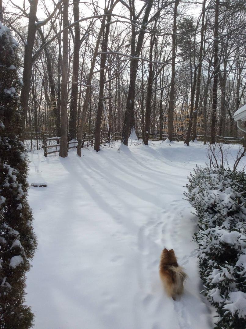 First real snow of the year. Clifton, Va