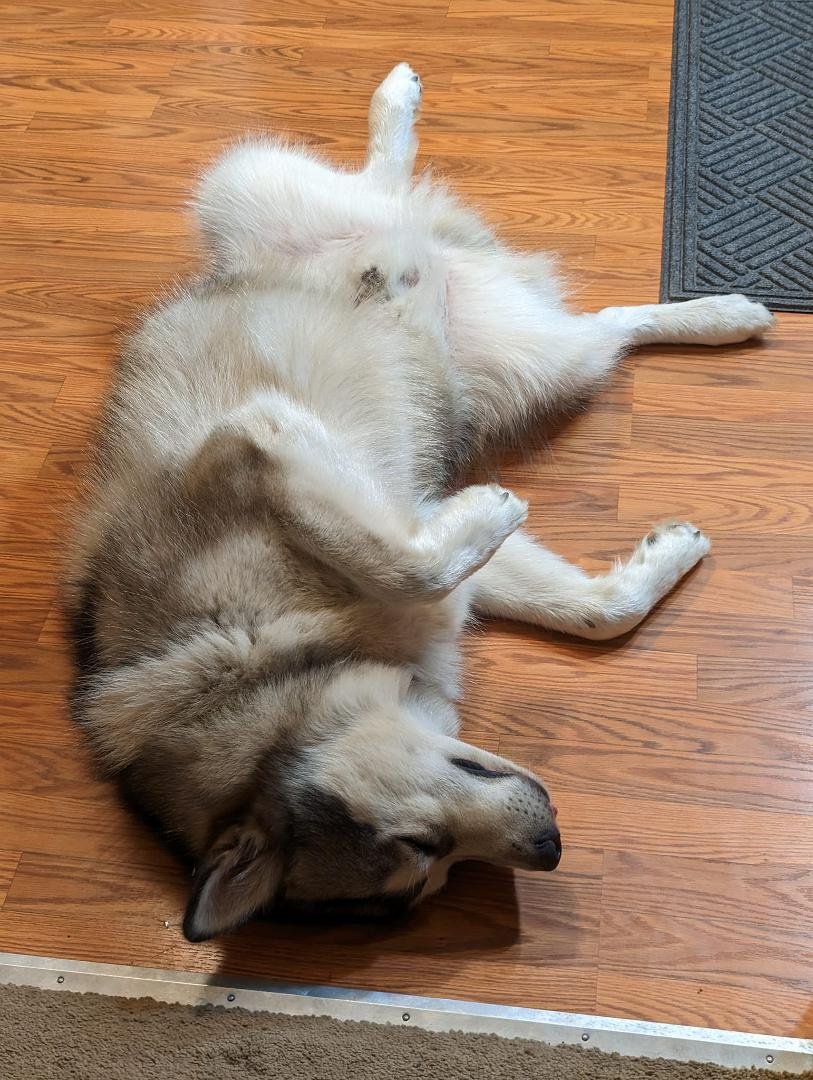 It's Bert's birthday... Our one year old baby, after a busy day, he's exhausted. He sleeps with his tongue sticking out just a little bit. Got to brush him every day, he's a picky eater, but he loves being chased and bei