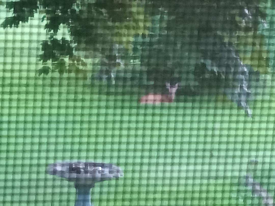 Yesterday on my yard...looking through the window screen.