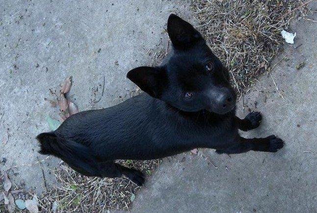 The pup went to live with a family I trust.