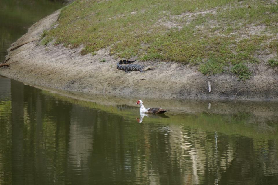Winter is coming...alligators have returned to our neighborhood pond.