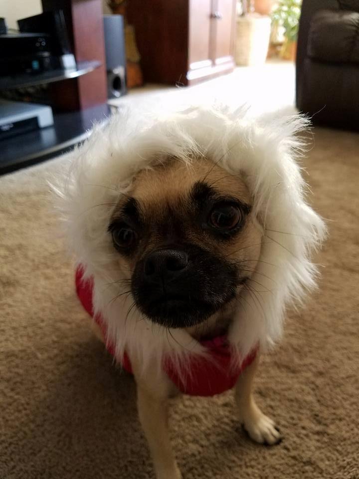 Lily....getting ready for winter!  She is not very excited about her new coat.  She's saying, "Really, mom.....do I have to wear this in public?"