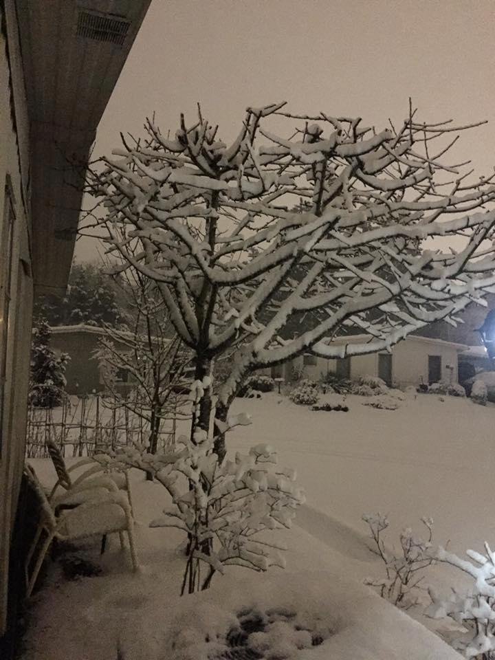 Our Cherry Tree covered in snow. 5 inches and another 4 hours of snow to come.