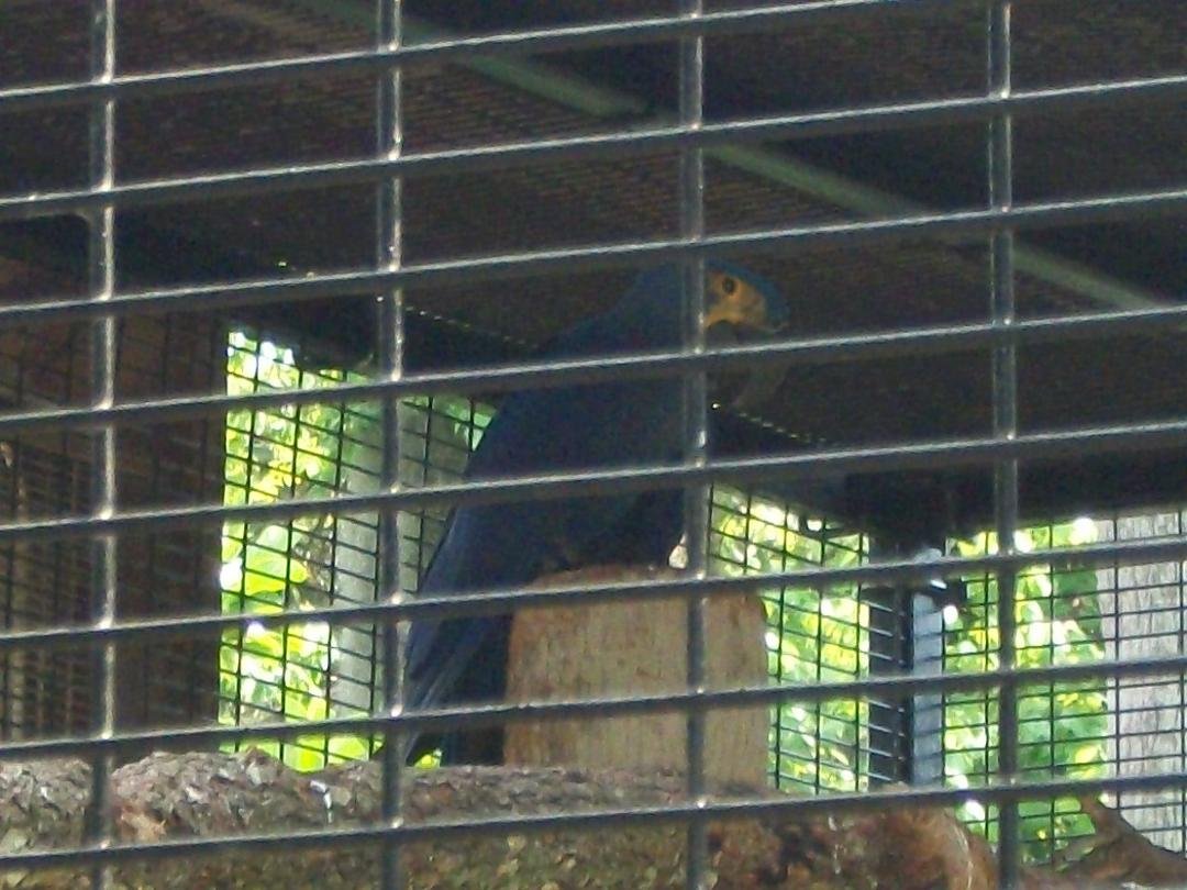 Nancy Riley's album, Zoo 4-10-11