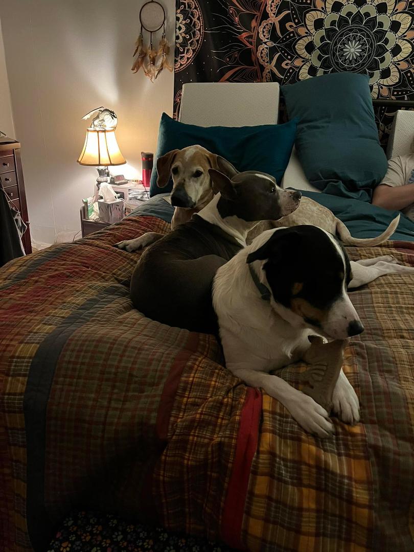 Getting ready to go to bed and the dogs have taken over my side of the bed. Just another typical night in the Daniels’ household.