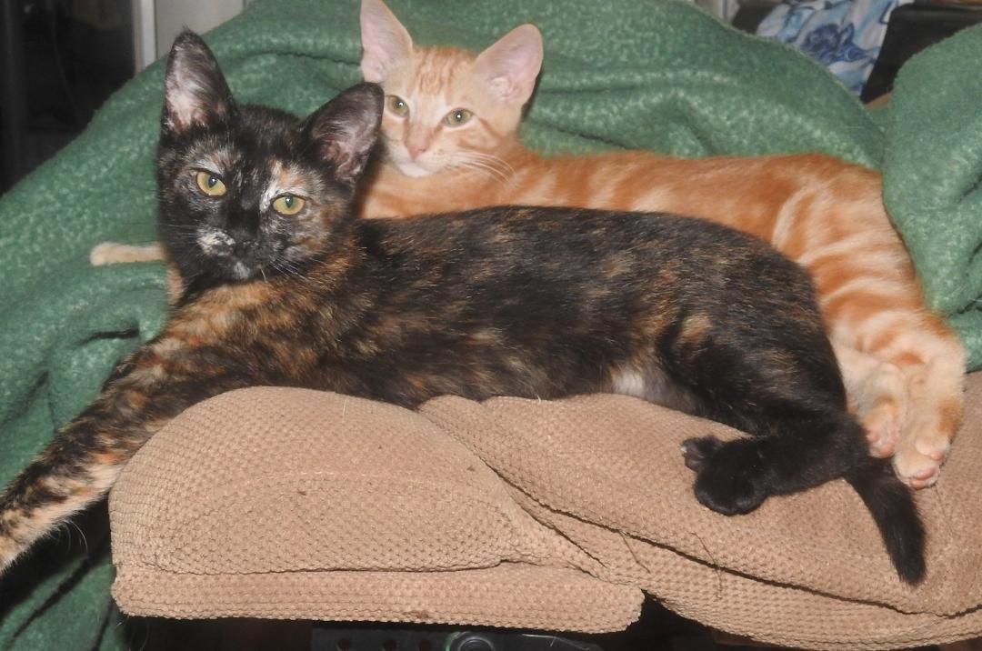 Here is a picture of Tabitha and Tiger...they're growing fast.