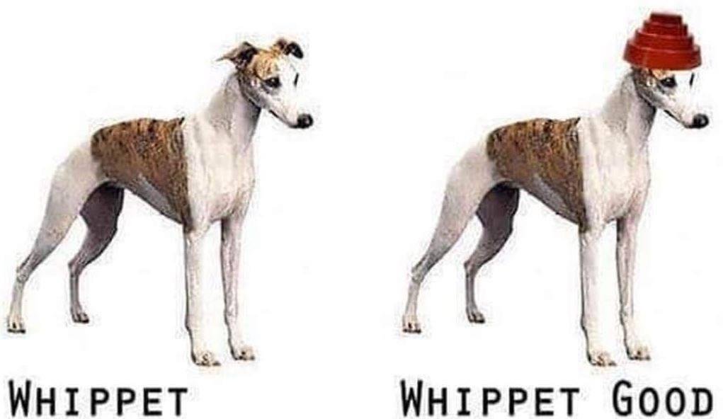 Crack that whip!