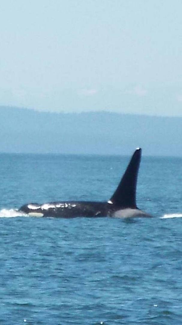 Picture of me in swimming pool today. Oh I mean Orca off coast of Steveston BC. Last week.