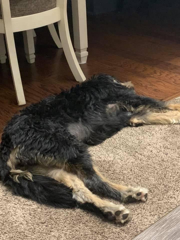 Aside from eating her dinner and going outside to potty afterwards Bernie our doodle has pretty much not moved from this position since I picked her up from her 1st day of doggie daycare at 5:15.