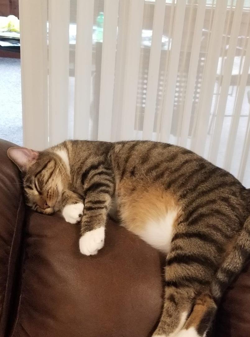 Sunday at the Wappaports purrfect
Love Tarzan