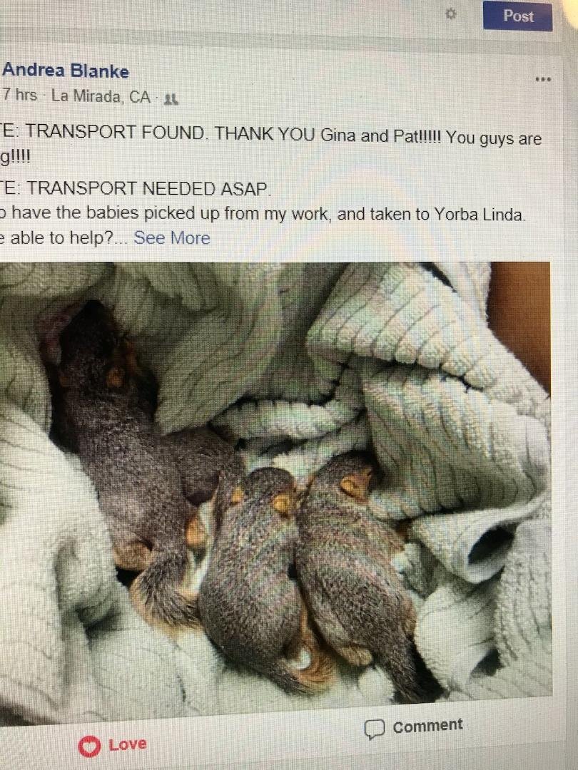 Babies Lori and I rescued at Regional park.