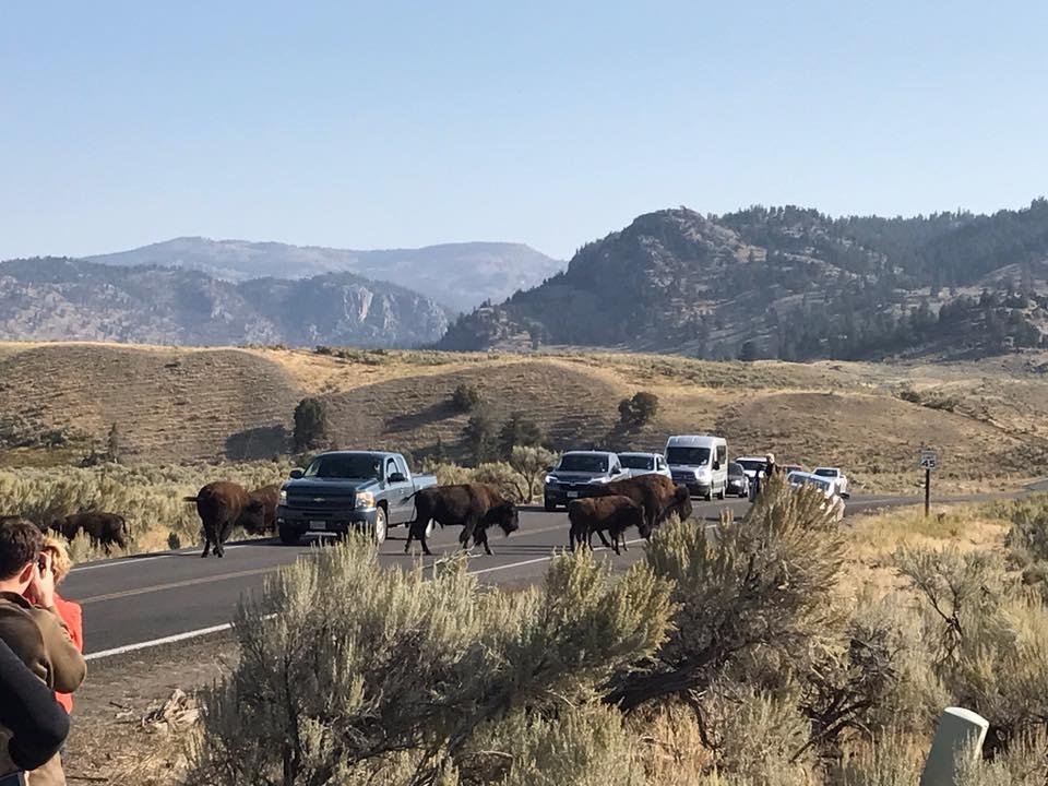 Bison crossing.