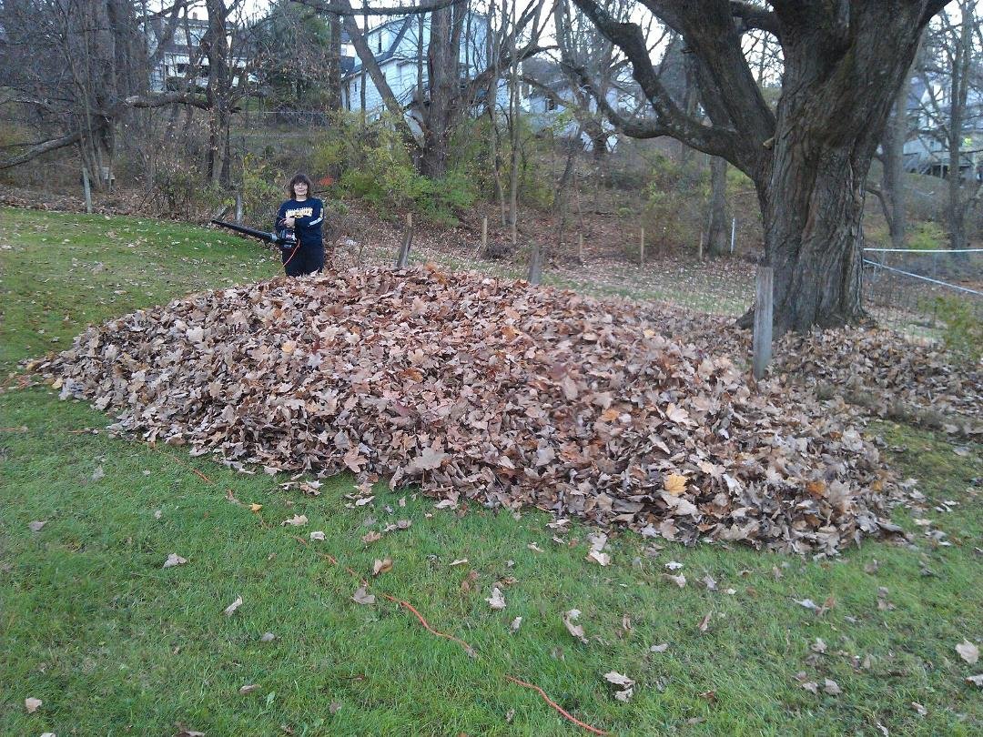 The leaf pile