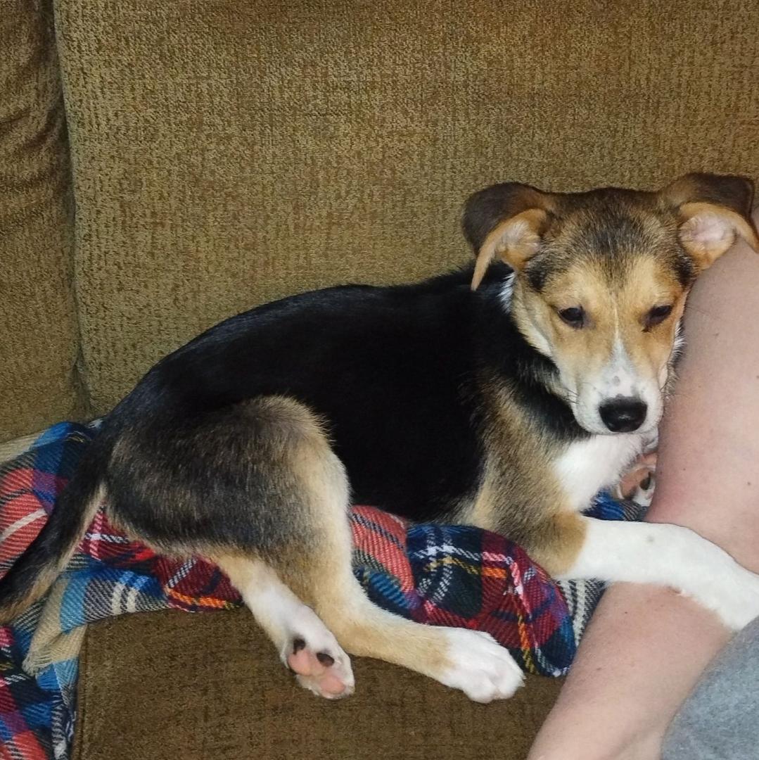 Welcoming home to our newest member of our family Kristoff Colwell.