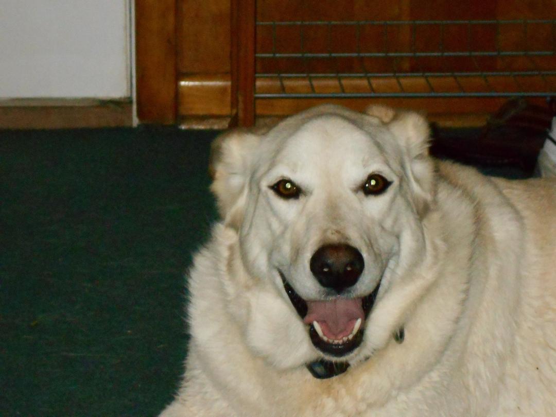 my dog M.I.A.