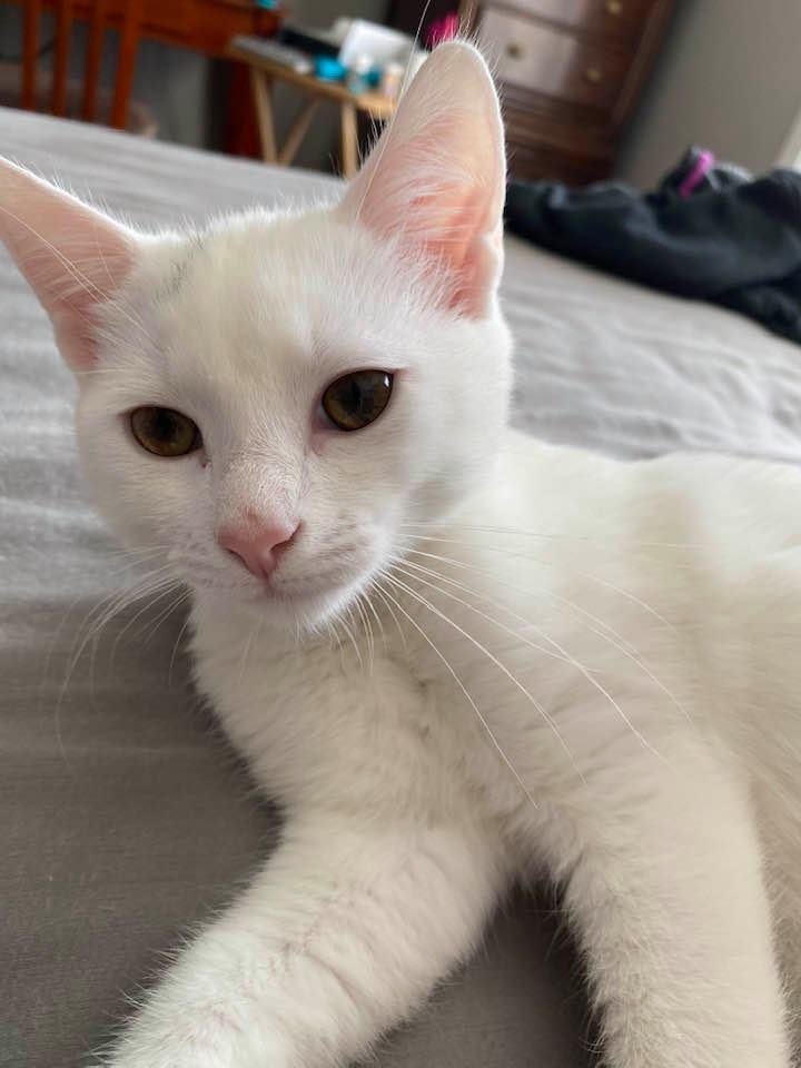 I need a forever home...